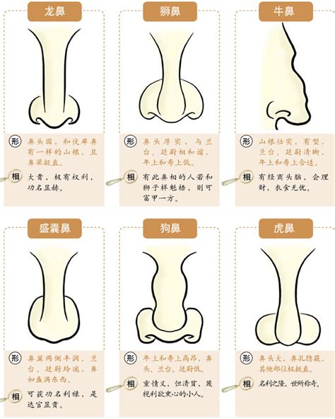 沒鼻樑面相|鼻相分析10款｜鼻樑有節及橫紋、豬膽鼻、鼻頭下垂代表甚麼？姻 